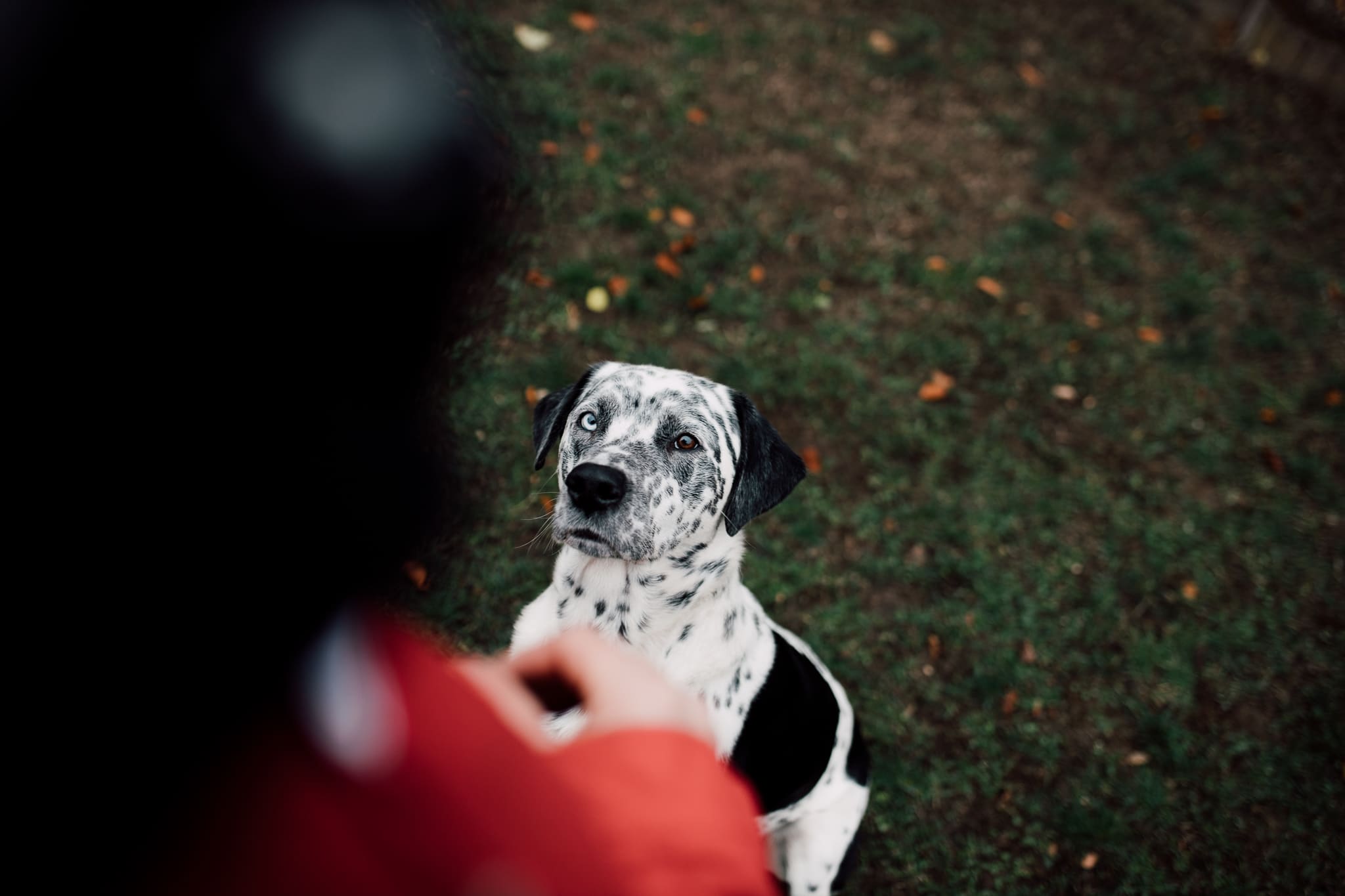 Start Hundeschule Sarstedt