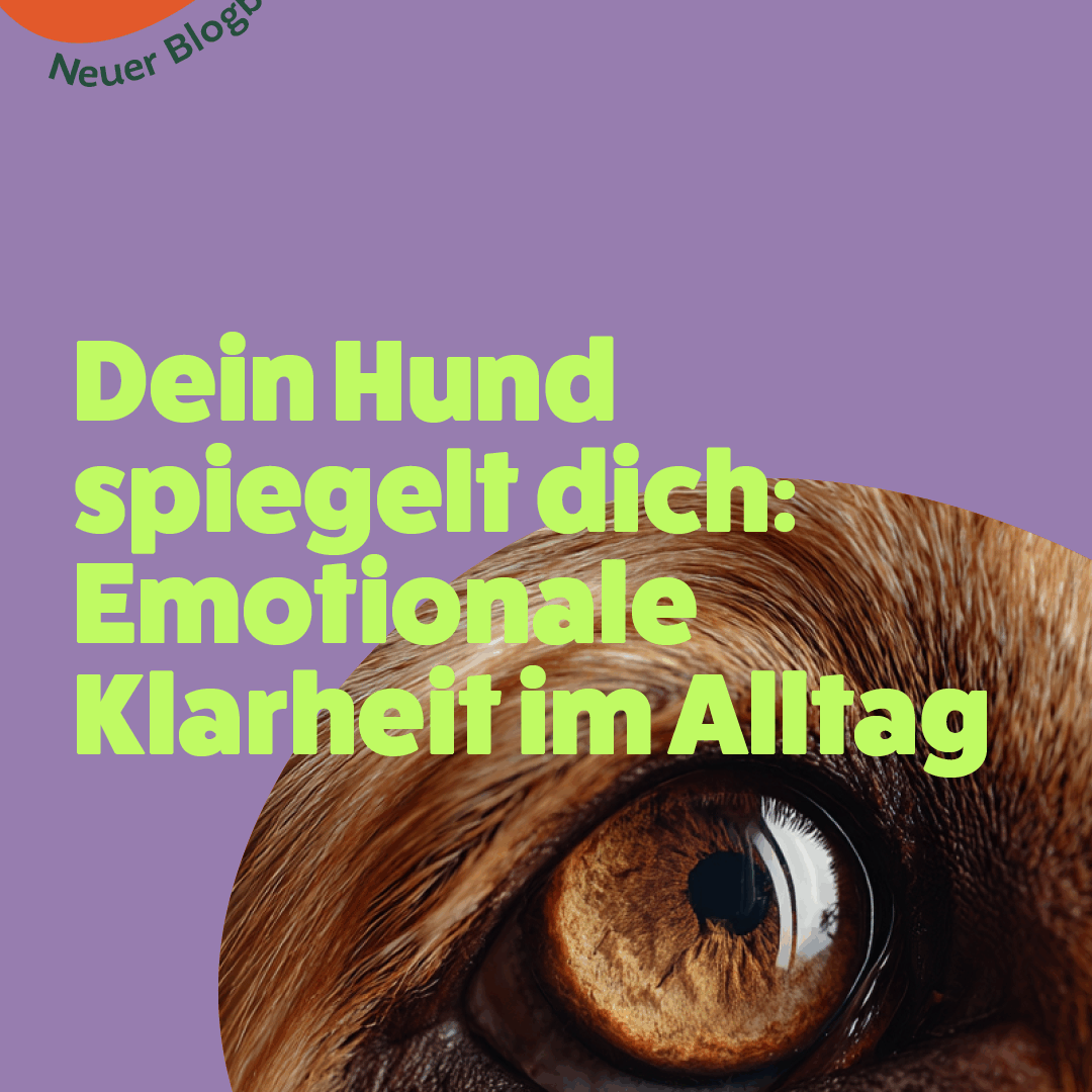 Das Bild verdeutlicht die stille, nonverbale Verbindung zwischen Mensch und Hund und wie stark Hunde auf die emotionale Ausstrahlung ihres Menschen reagieren.