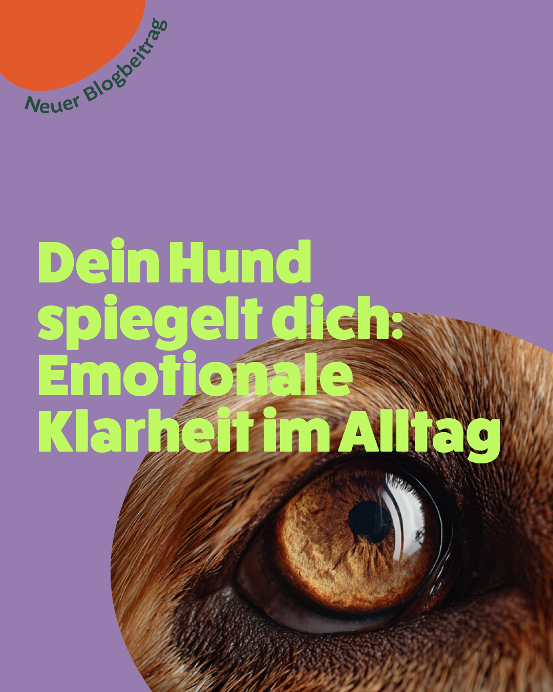 Das Bild verdeutlicht die stille, nonverbale Verbindung zwischen Mensch und Hund und wie stark Hunde auf die emotionale Ausstrahlung ihres Menschen reagieren.