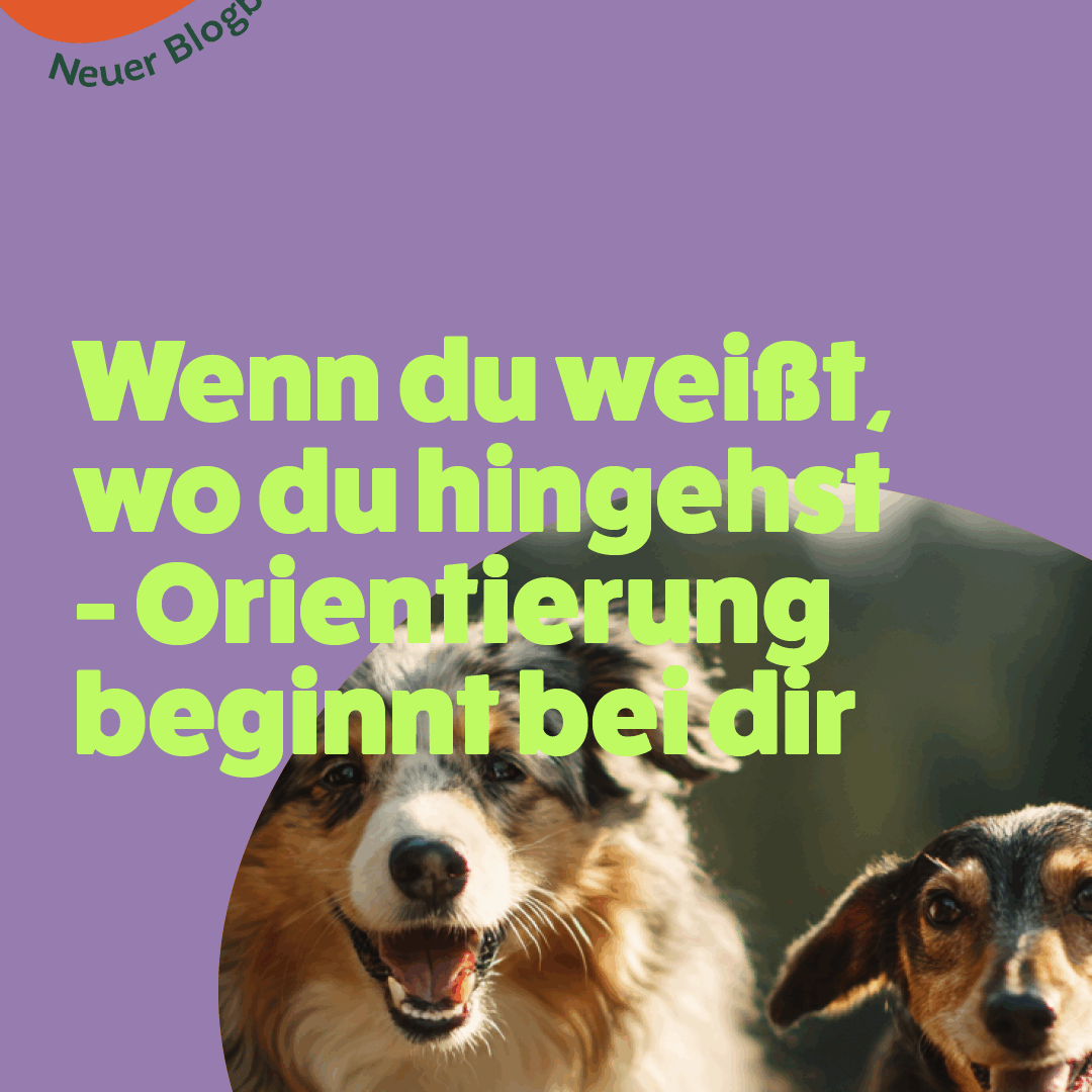 Zwei Hunde laufen nebeneinander nach vorne und richten ihren Blick fokussiert in dieselbe Richtung. Beide wirken aufmerksam und orientieren sich klar am gemeinsamen Weg