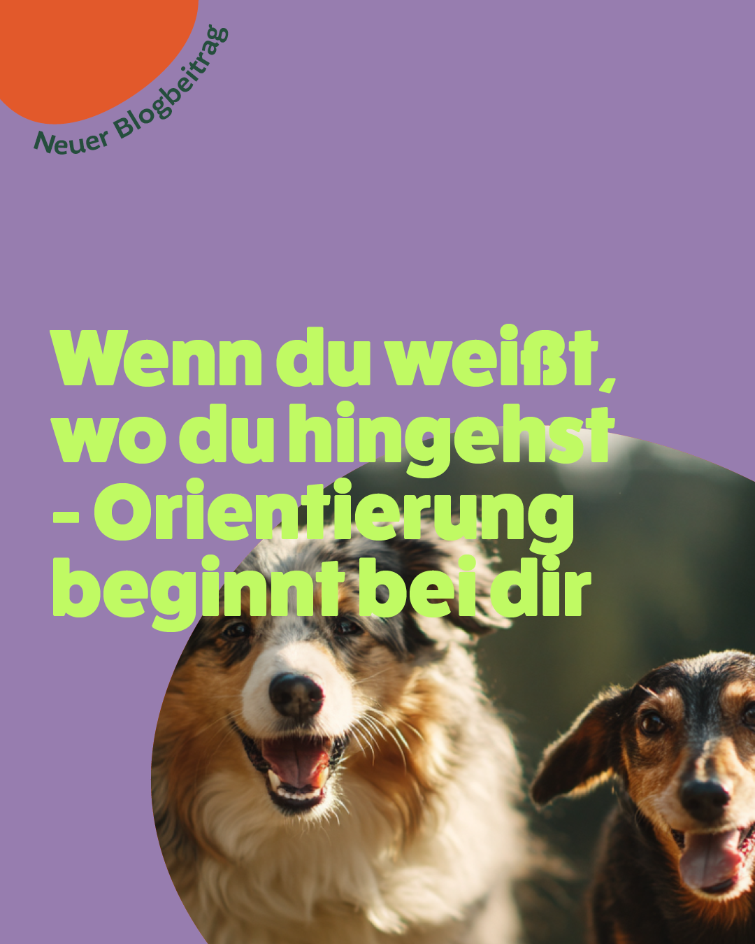 Zwei Hunde laufen nebeneinander nach vorne und richten ihren Blick fokussiert in dieselbe Richtung. Beide wirken aufmerksam und orientieren sich klar am gemeinsamen Weg