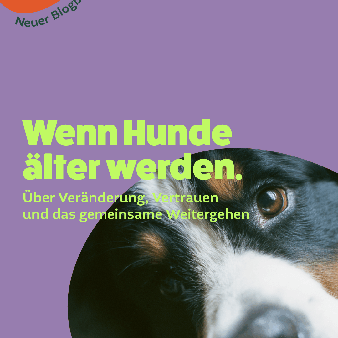 Wenn Hunde älter werden