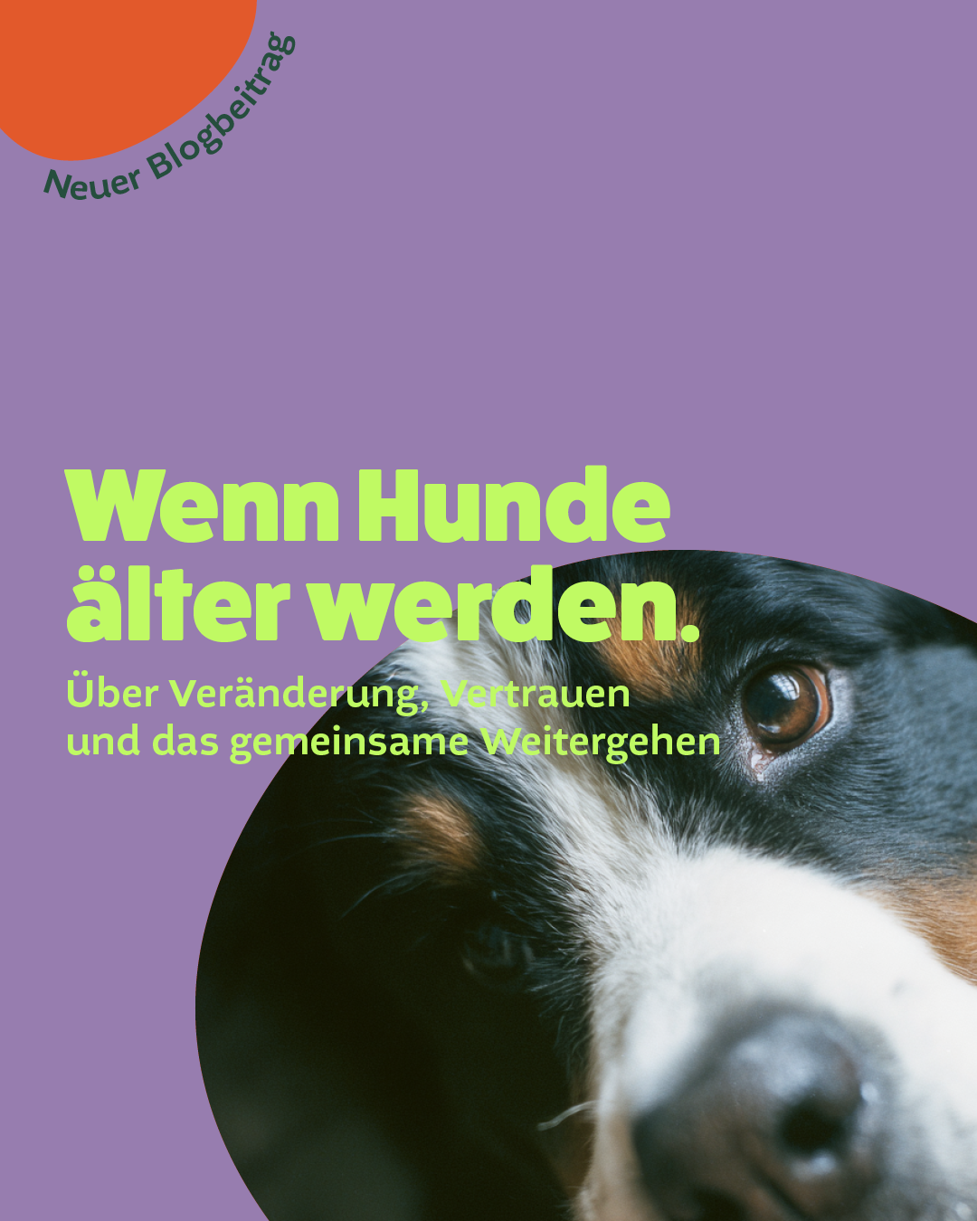 Wenn Hunde älter werden