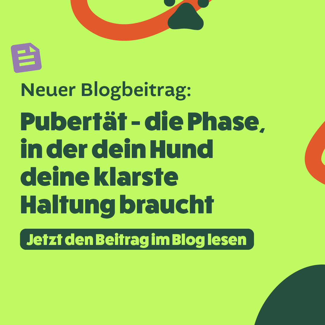 Emotionale Entwicklung des jungen Hundes: Pubertät als neurologische Umbauphase.